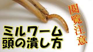 【閲覧注意】ミルワーム頭の潰し方【ヒョウモントカゲモドキ】