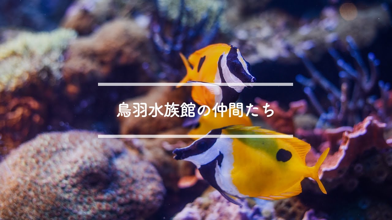 第17回 ぐるっとめぐって In三重 ていねい通信 すっぽん小町 公式ブランドサイト