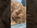 寝てるだけ