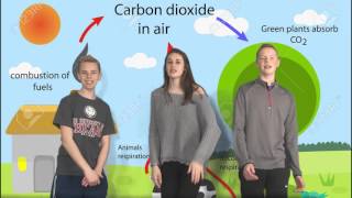 Carbon Cycle Rap