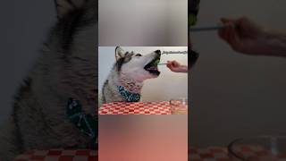 🐺🥢 Rex the Husky Dog Eating Mukbang Show Part 3 | ASMR #dog #mukbang #asmr #shorts