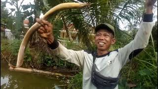 Mancing Belut Montok Babon