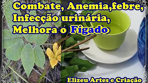 Para que serve o chá da raiz de fedegoso?