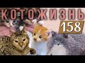 ДАВНЕНЬКО НЕ ВИДЕЛИСЬ!😻КОТОЖИЗНЬ!