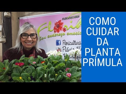 Vídeo: Prímula De Jardim