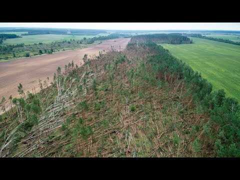 Ураган повредил 90 гектаров леса / Последствия с высоты птичьего полета