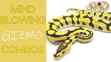 These Gizmo ball python combo
