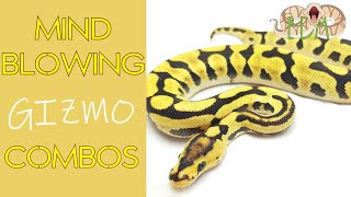 Celebrity These Gizmo ball python combo's change everything! World first ball pythons 2021 Net Worth