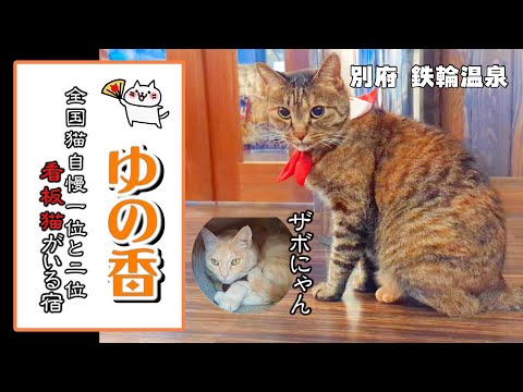 看板猫の温泉宿【 ゆの香 】別府 鉄輪温泉の一人旅 旅めし オススメの地獄蒸し工房 鉄輪／別府八道温泉道／岡本屋 地獄蒸しプリン／別府温泉保養ランド beppu cat