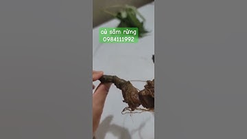 Củ sâm ngọc linh rừng #sâm_ngọc_linh_rừng #sâm_ngọc_linh_rừng #sâm_ngọc_linh_rừng #sâm_ngọc_linh