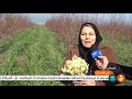 Iran Narcissus Flowers Harvest Woman Jobmaker Azad Shahr County برداشت گل نرگس زن كارآفرين آزادشهر Iran Narcissus Flowers Harvest Woman Jobmaker Azad Shahr County برداشت گل نرگس زن كارآفرين آزادشهر