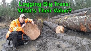 Logging Big Trees: How Much Are They Worth??