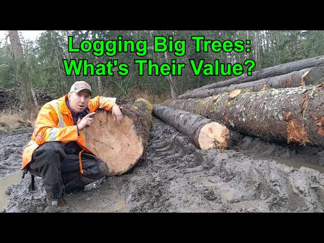 How much is your log worth?