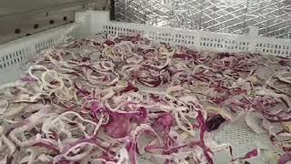 Small output onion powder production line｜Onion slicing, drying, grinding