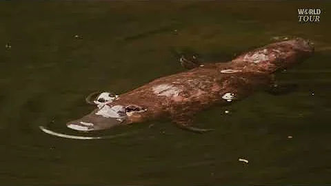 TASMANIA: The Island at the Edge of The World | 4K Travel Documentary thumbnail