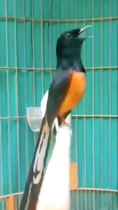 masteran kombinasi 4 in 1 jalak suren,murai batu,cucak ijo,wambie #short