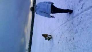 kenzie akita puppy first time in the snow