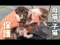 厳しい暑さで強い風が吹く場所で一生懸命生きてきた、ママ猫と子猫を保護しました 【保護猫活動】