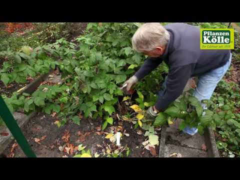 Video: So schneiden Sie Himbeeren im Herbst für eine gute Ernte