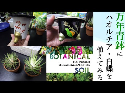 多肉植物]ハオルチア・白蝶を万年青鉢に植え替える - YouTube