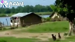 Two brave dogs chased away the tiger from the village.