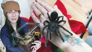 I Spent 450 On Tarantulas .. But, I Finally Got Her