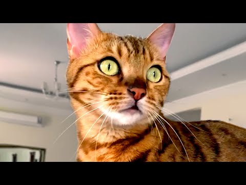 Cute Silly Cat Bloopers | Funny Pet Videos