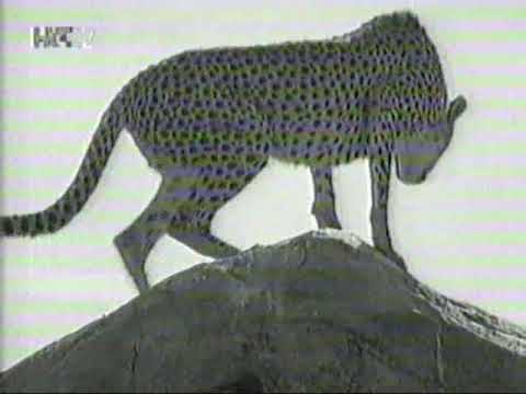 Opstanak Leopard i gepard