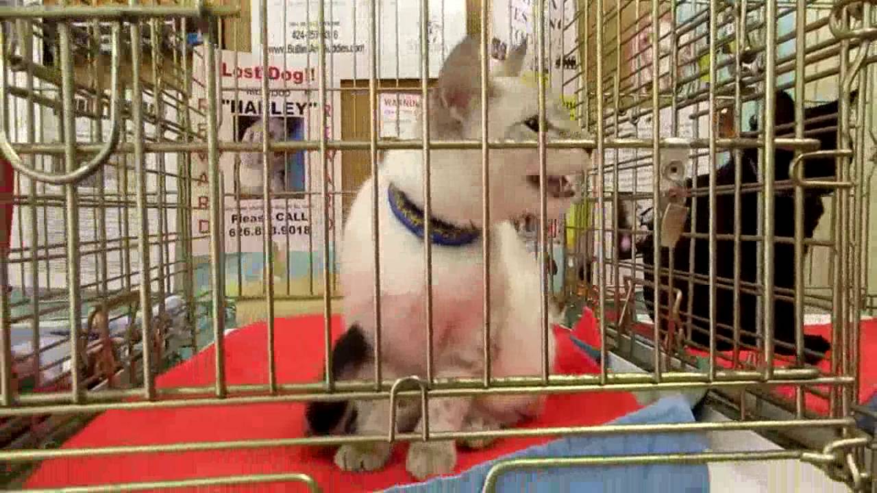 Cat Adoptions at Centinela Feed & Pet Supply YouTube