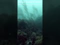 Reef Time  #adventuresport #scuba #scubadiving #travel #watersport #underwater #seacreature