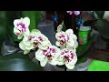 Поговорим начистоту о содержании орхидей в керамзите!