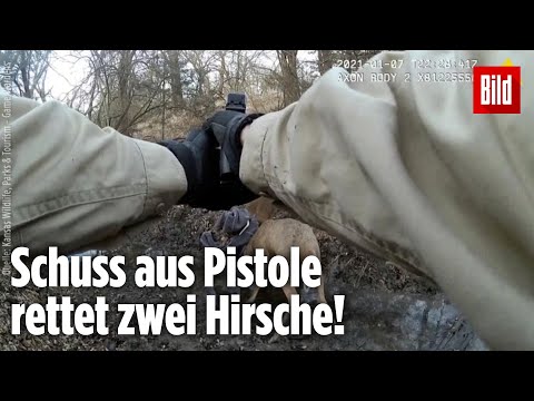 Video: Hirschgeweih (Foto). Warum Hirschgeweih? Wann werfen Hirsche ihr Geweih ab?