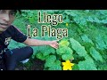 Plagas en el cultivo del pipian