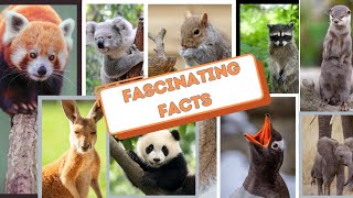 Unbelievable! Adorable facts about animals 😍