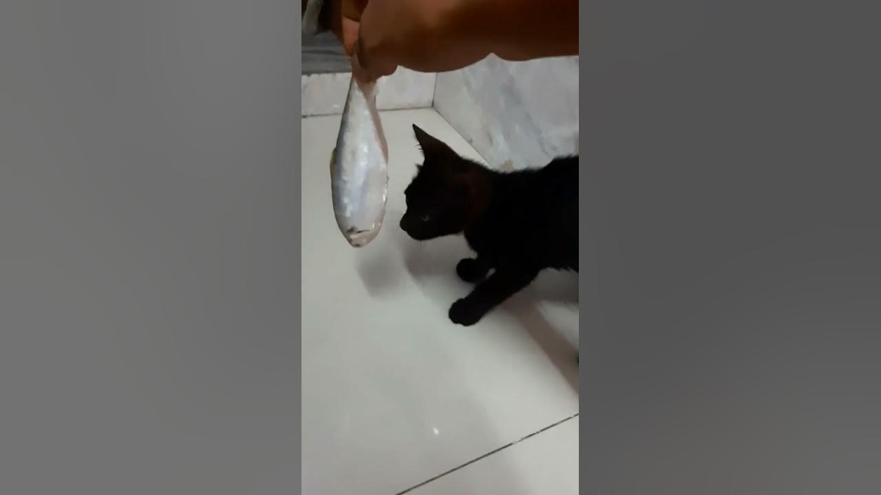 How Do Cats Eat Fish Cat Video 2023 YouTube how-do-cats-eat-fish-cat-video-2023-youtube