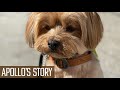 🐶 Apollo's Story - How I found my furry best friend 🐕 (Manifestation)