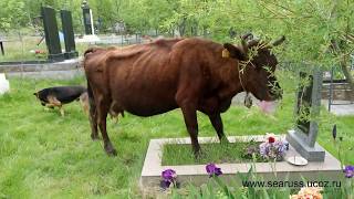 Кошмар. Корова на кладбище Ялты. Радоница 7 Мая. Крым. Nightmare. Cow in the cemetery. Crimea.