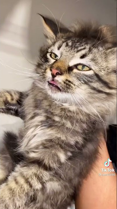 This kitten loves MALE cats nipples WAY to much