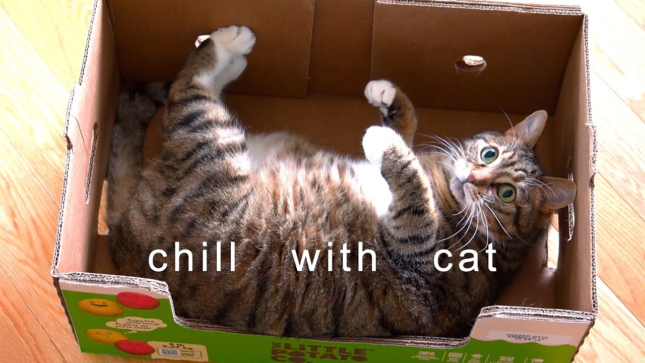 1 Hour Chill: Cat & Shifting Past /Lofi/Study/Work/Sleep/Relax/Calm