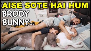 Sleeping with Dogs  Brody Bunny | Dogs are Family | Harpreet SDC