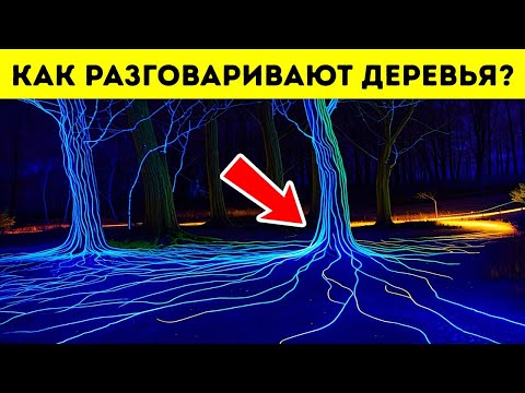 YouTube видео