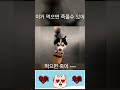 이거 먹어 ~~ 근데 죽을수 있어   #유머 #강아지 #강아지쇼츠