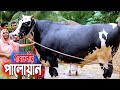 এবার ২০২২ এর ১৩০০ কেজি গাবতলীর পালোয়ান। বিস্তারিত জেনে নিন এই বিশালদেহী  biggest cow in gabtoli