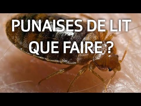 Vidéo: D'où viennent les cafards dans un appartement : principales causes d'apparition, méthodes de contrôle et recommandations