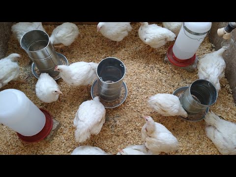 Video: Lo Que Debe Saber Antes De Conseguir Pollos De Traspatio