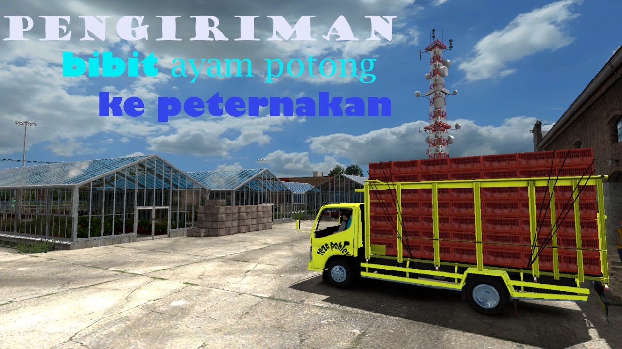 Pengiriman Bibit Ayam Potong YouTube