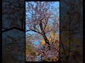 The Dark Secret Behind Kyoto's Cherry Blossoms