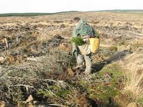 Video: Avokaado risttolmlemine – kas avokaadopuud risttolmlevad