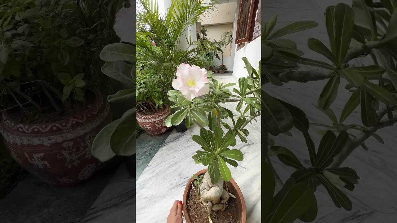Adenium plant🪴 