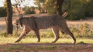 Large male Iberian Lynx taking a stroll